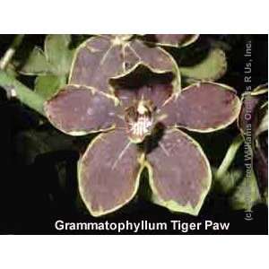 Grammatophyllum Tigers Paw  Grocery & Gourmet Food