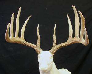 WORLD RECORD 10 POINT REPLICA ,TAXIDERMY DEER ANTLERS  