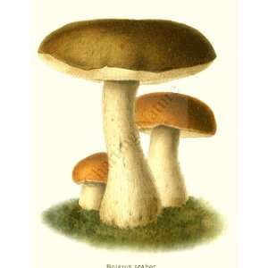  Botanical Mushroom Print Boletus Scaber   Leccinum 