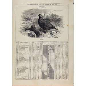  London Almanack August 1886 Grouse Bird Sketch Print