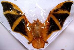 Taxidermy REAL Kerivoula picta Complete died Bat ORANGE  
