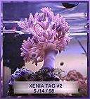 LIVE CORAL PINK Pulsing Xenia SALT WATER REEF TANK PICK UP ONLY