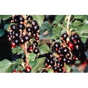  Consort Black Currant Bush   Great for Wine Making 