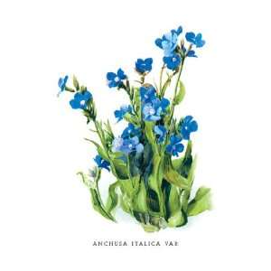  Anchusa Italica Var 12x18 Giclee on canvas