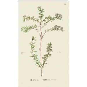  Reprint Spirea alpina 1784 1788