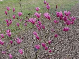 Blooms cover the tree in the spring and rebloom throughout the summer