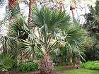 Windmill Palm Tree COLD HARDY 500 seeds Grow your own palms  