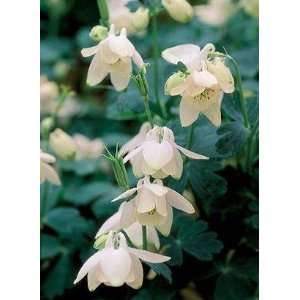  Cameo White Columbine Perennial   8 Plants   Aquilegia 