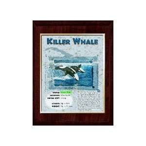 Marine (Killer Whale) Animal Planet Products 10 x 13 Plaque with 8 