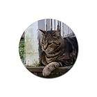 set of 4 coasters guard cat thinking defensive thoughts on veranda 