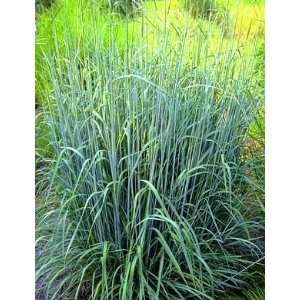  GRASS INDIAN INDIAN STEEL / 1 gallon Potted Patio, Lawn 