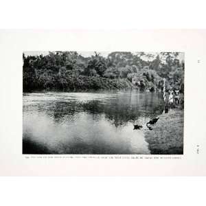  1906 Print Gba Bwe River Liberia Africa Muscovy Ducks 