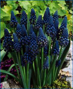 12 RARE FLOWER BULBS BELLEVELIA BLACK BLUE HYACINTH PERENNIAL PLANTS 