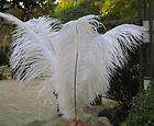   white soft ostrich feathers $ 79 99  see suggestions