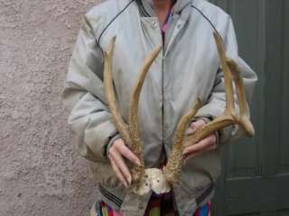HUGE 10 pt 5x5 WHITETAIL DEER RACK Antlers mule mount taxidermy elk 