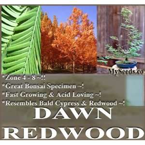  30 Dawn Redwood Tree Seeds ACID LOVING & POLLUTION 