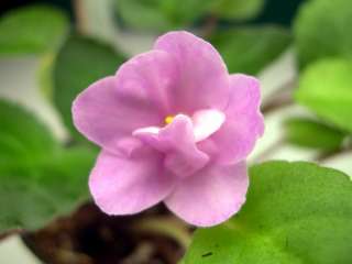 African violet PLUG starter plant BARBARA JANE TRAIL  