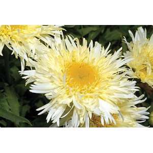  Gold Rush Shasta Daisy Perennial   Multi Layered Blooms 