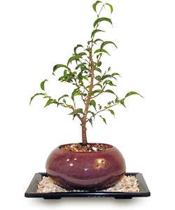 Dwarf Curly Leaf Ficus Bonsai Tree Set  