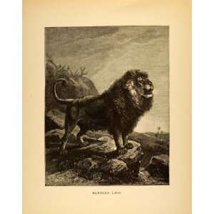  1885 Lithograph Barbary Lion Atlas Nubian Extinct Specie 