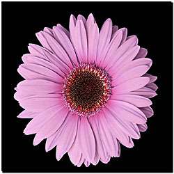 Pink Gerbera Daisy Small Gallery wrapped Canvas Art  
