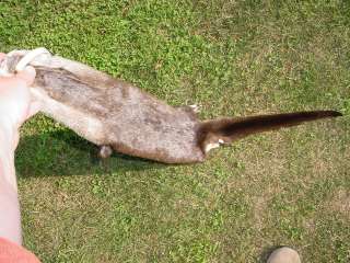 Missouri River Otter pelt. CITES tag # MO 0001205 51 inches tip to tip 