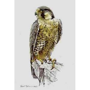  Robert Bateman   Peregrine Falcon 1988