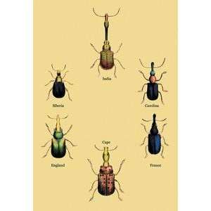   Vintage Art Beetles From Around the World #2   17950 3