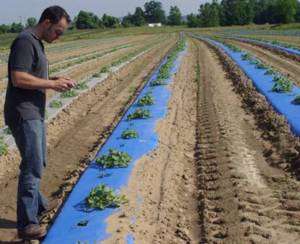 Blue Plastic Mulch 4 ft x 100 ft Watermelon Zucchini  