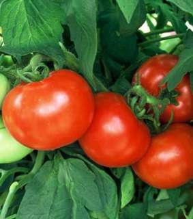 Shady Lady Tomato 10 Seeds Pase Greenhouse  
