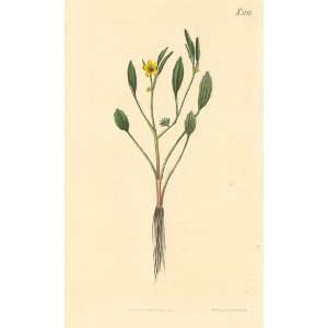  Curtis 1820 Antique Botanical Engraving of the Sicilian 