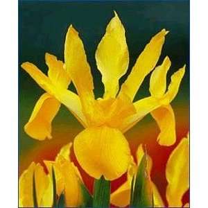   Queen Dutch Iris 20 Bulbs   Great Cut Flower Patio, Lawn & Garden