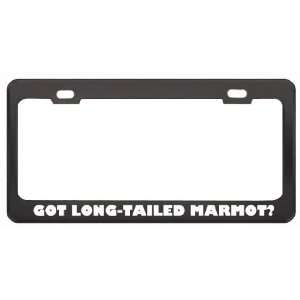 Got Long Tailed Marmot? Animals Pets Black Metal License Plate Frame 
