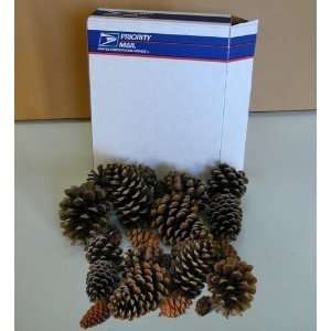 lb Priority Mail box assorted real natural pine cedar and fir cones 