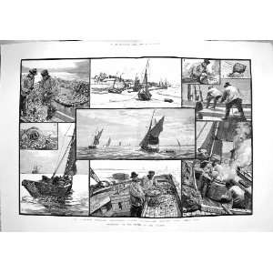  1883 SHRIMPING RIVER THAMES FISHING MARKET BOATS LEIGH 
