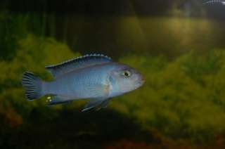 Malawibarsche in Nordrhein Westfalen   Lippetal  Fische & Zubehör 