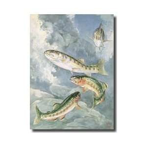 South Fork Golden Trout Lower And Piute Trout Upper Giclee Print