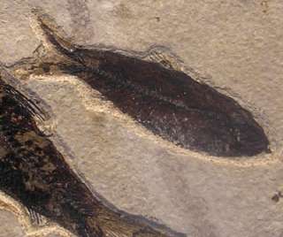 Mioplosus & 2 Knightia Green River Fossil Fish  