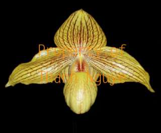 YELLOW PAPH ORCHID PRIMARY MULTIFLORAL Dollgoldi NBS  