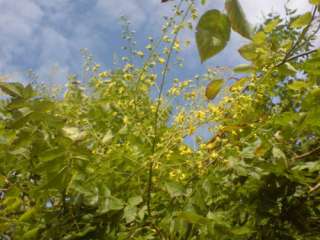 Lampionbaum (Koelreuteria paniculata) in Baden Württemberg   Auggen 