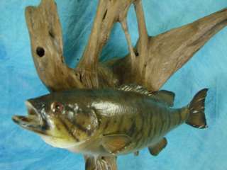 Mounted Small Mouth Bass Fish Drift Wood Taxidermy Real Fishing 
