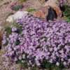Katzenminze (lavendelblau)  Garten