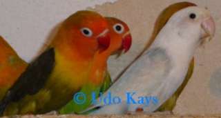 Pfirsichköpfchen   Lovebirds  Unzertrennliche Verschiedene Farben in 