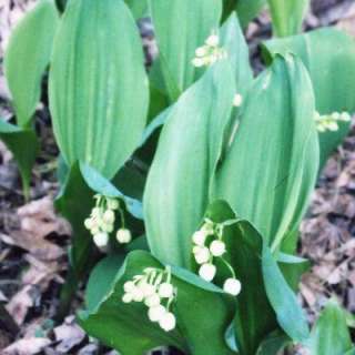 OnlinePlantCenter Lily Of The Valley Plant C413CL 