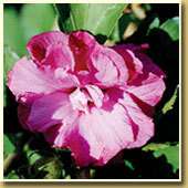 Althea Rose Of Sharon Red 3 Feet+ Tall Solid Roots  
