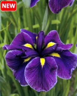 Katy Mendez Japanese Ensata Iris   Purple/Blue   NEW   One Gallon Pot 