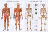 Anatomie Lehrtafeln im Doppelpack  Die menschliche Muskulatur  und 