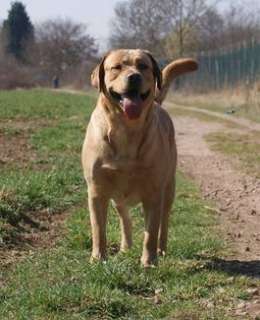 Deckerfahrener Labrador Deckrüde in Hessen   Babenhausen  Hunde 
