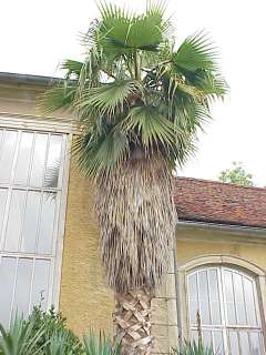 You are bidding for a pack of 10 seeds of this very easy to grow palm.