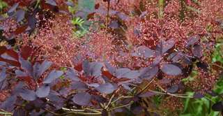 Royal Purple Smoke Bush   Cotinus   Flowering Shrub  